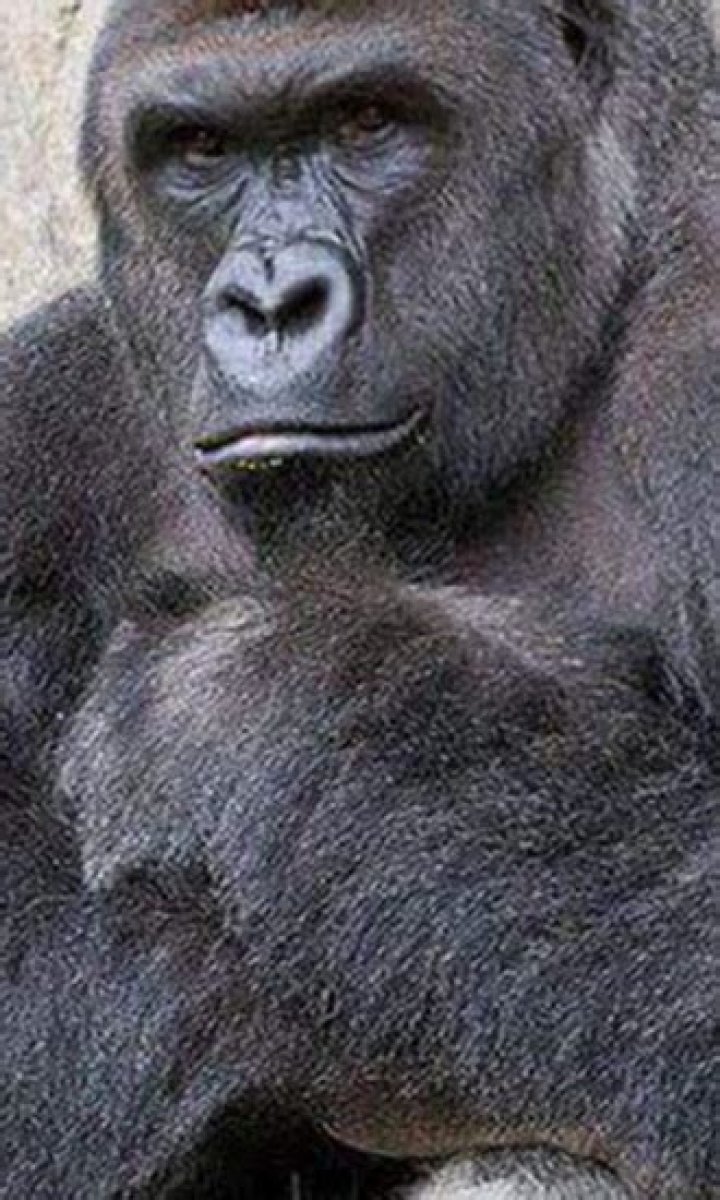 Harambe the Gorilla Celeb Profile – Hollywood Life