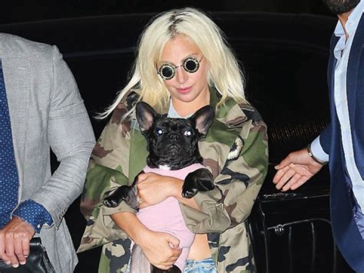 Lady Gaga’s Dog Walker Asks For Fan Help 6 Months After Being Shot – Hollywood Life