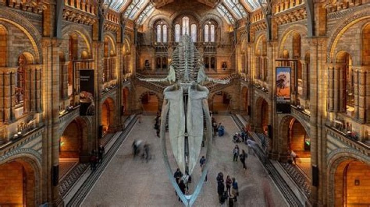 London’s Natural History Museum Car Crash — Pics