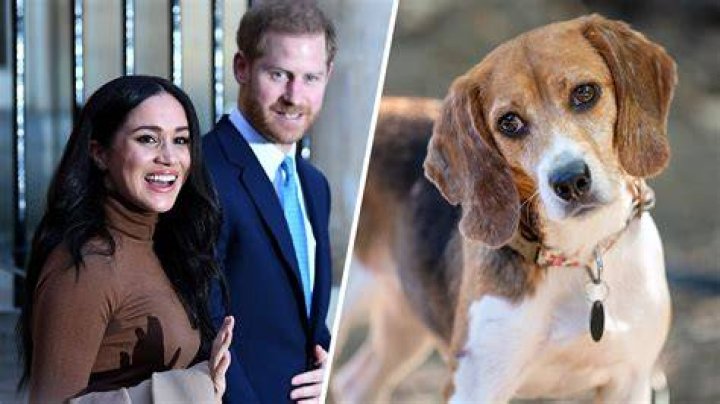 Prince Harry & Megan Markle Adopt Rescue Dog For Archie & Lilibet