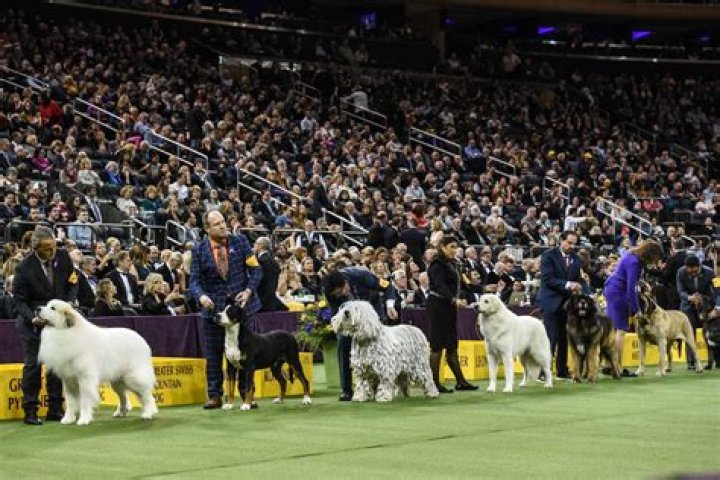 Westminster Dog Show: What Time Is It On & How You Can Watch The Cute Competition
